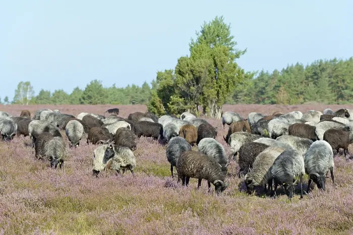 Framed Print : Heidschnucken (Ovis aries), herd in the blooming heathland