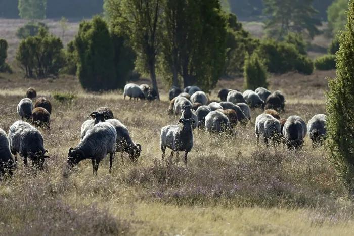 Framed Print : Heidschnucken (Ovis aries), herd in the blooming heathland