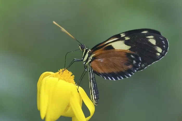 Framed Print : Heliconius ismenius