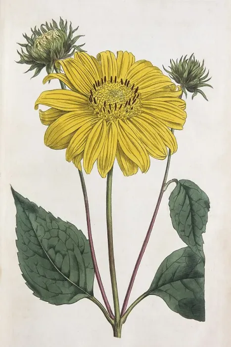 Framed Print : Helicopsis (Helianthus multiflorus) Framed Print : Helicopsis (Helianthus multiflorus)