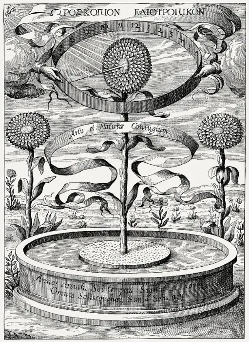 Framed Print : Heliotropic sunflower clock by Athanasius Kircher