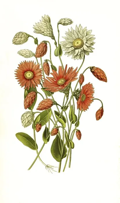 Framed Print : Helipterum manglesii, Rhodanthe manglesii Framed Print : Helipterum manglesii, Rhodanthe manglesii