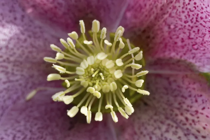 Framed Print : Hellebore close up of a single purple garden flower in winter Framed Print : Hellebore close up of a single purple garden flower in winter