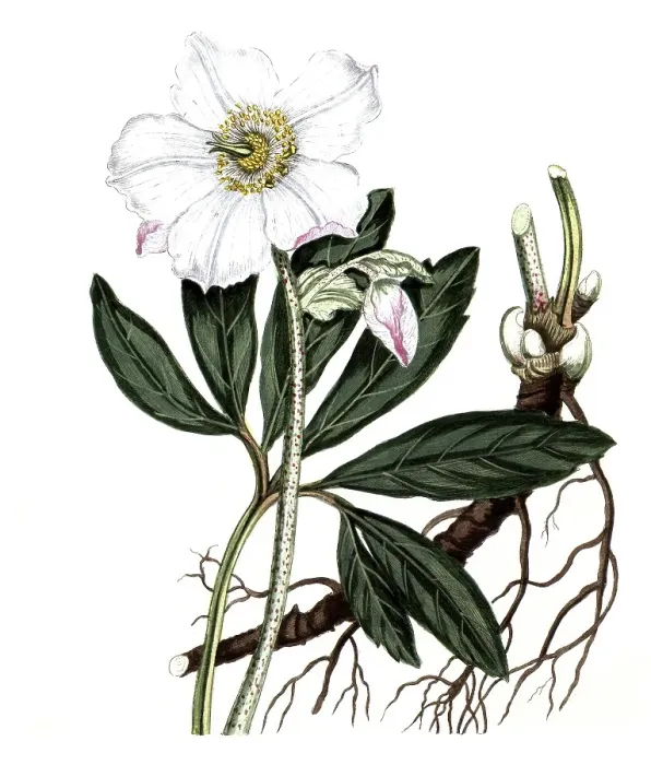 Framed Print : Helleborus niger, Christmas rose or black hellebore, digital reproduction of a historical original, between 1790 and 1810 Framed Print : Helleborus niger, Christmas rose or black hellebore, digital reproduction of a historical original, between 1790 and 1810