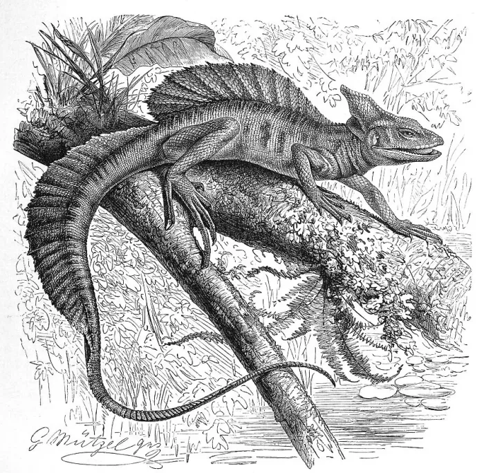 Framed Print : Helmeted Basilisk (Basiliscus) americanus Framed Print : Helmeted Basilisk (Basiliscus) americanus