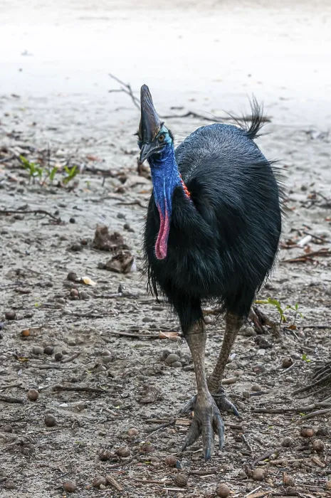 Framed Print : Helmeted Cassowary (Casuarius casuarius) Framed Print : Helmeted Cassowary (Casuarius casuarius)