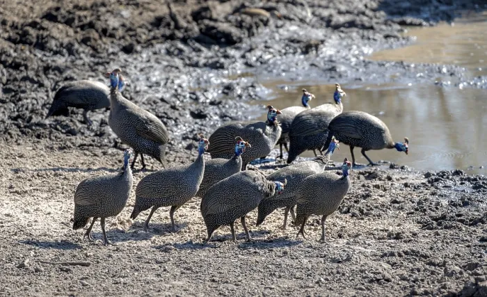 Framed Print : Helmeted guinea fowl (Numida meleagris)
