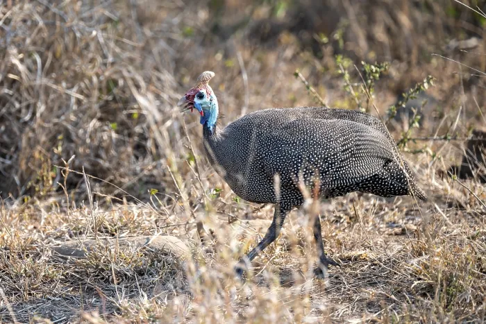 Framed Print : Helmeted guinea fowl (Numida meleagris) Framed Print : Helmeted guinea fowl (Numida meleagris)
