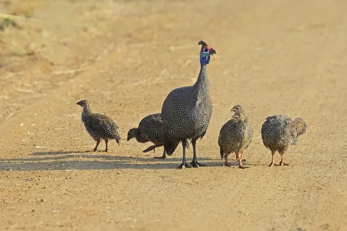 Framed Print : Helmeted guinea fowl (Numida meleagris)