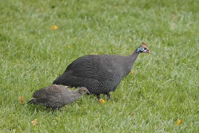 Framed Print : Helmeted guinea fowl (Numida meleagris)