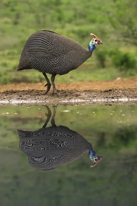Framed Print : Helmeted Guineafowl (Numida meleagris) reflecting in water