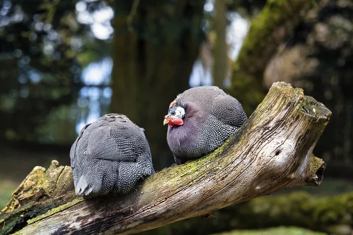 Framed Print : Two helmeted guineafowls (Numida meleagris) sitting together on a tree trunk Framed Print : Two helmeted guineafowls (Numida meleagris) sitting together on a tree trunk