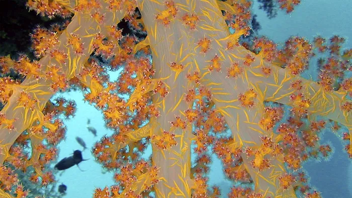 Framed Print : Hemprich's soft coral (Dendronephthya hemprichi) Framed Print : Hemprich's soft coral (Dendronephthya hemprichi)