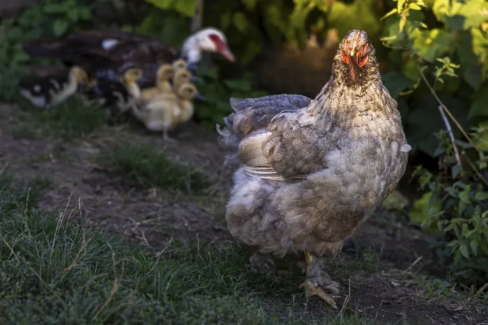 Framed Print : A hen Brahma hen with chicks in the background in natural light Weinviertel Lower Austria Austria