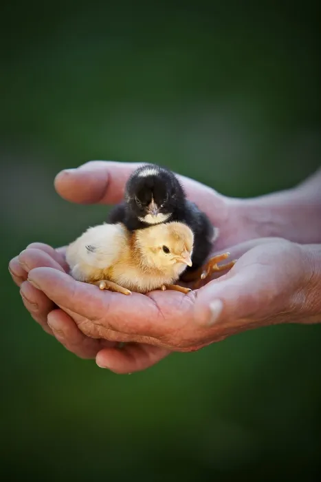 Framed Print : Hen chicks in the hands of a farmer