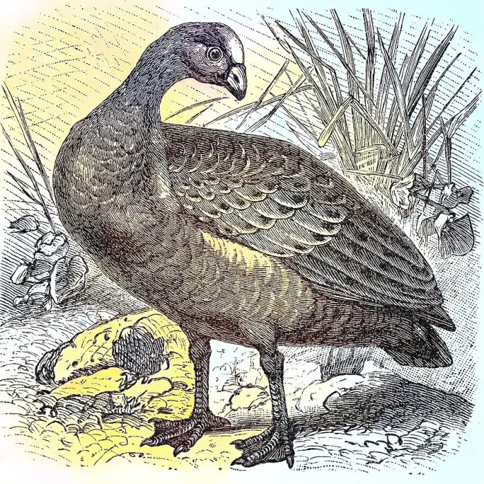 Framed Print : Hen Goose, Cereopsis novae hollandiae, c Framed Print : Hen Goose, Cereopsis novae hollandiae, c