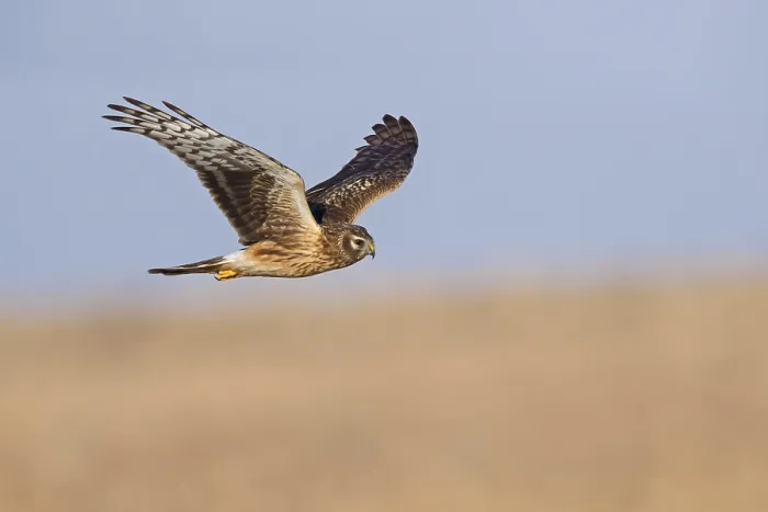 Framed Print : Hen Harrier, Circus cyaneus, Israel Framed Print : Hen Harrier, Circus cyaneus, Israel