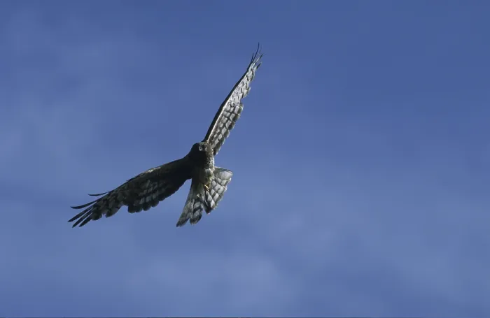 Framed Print : Hen harrier in flight (Circus cyaneus)