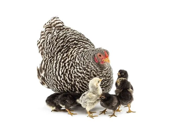 Framed Print : Hen and her small chicks standing together on a clean white background Framed Print : Hen and her small chicks standing together on a clean white background
