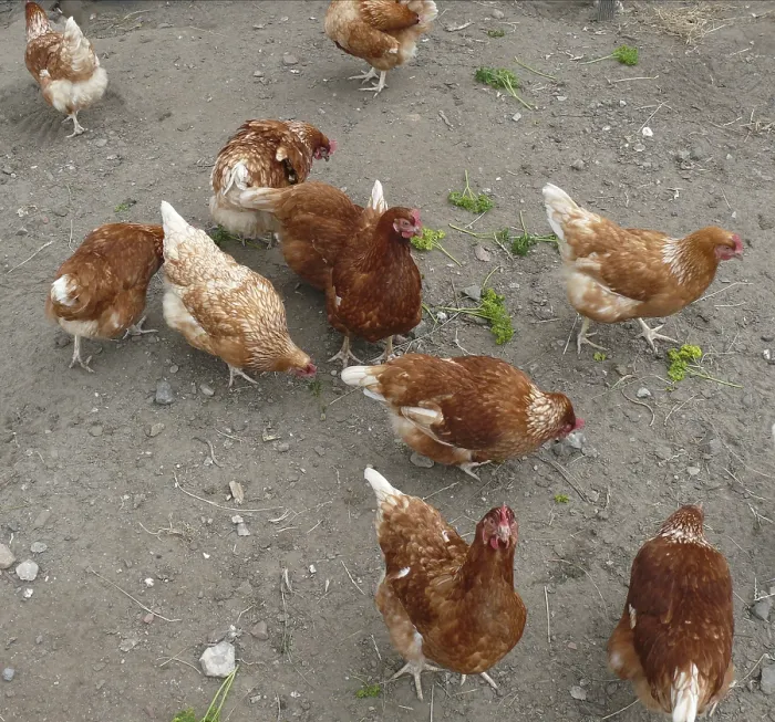 Framed Print : Henhouse, chickens, chicken, hen
