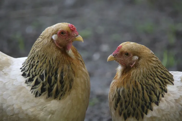 Framed Print : Two hens on a farm Framed Print : Two hens on a farm