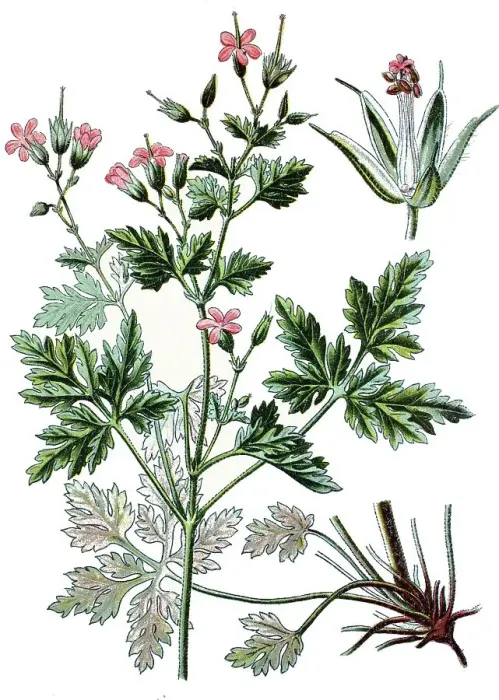 Framed Print : Herb Robert or Red Robin (Geranium robertianum) Framed Print : Herb Robert or Red Robin (Geranium robertianum)