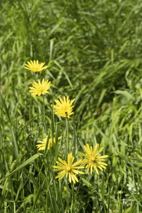Framed Print : Herbaceous plant - Tragopogon orientalis in a meadow Framed Print : Herbaceous plant - Tragopogon orientalis in a meadow