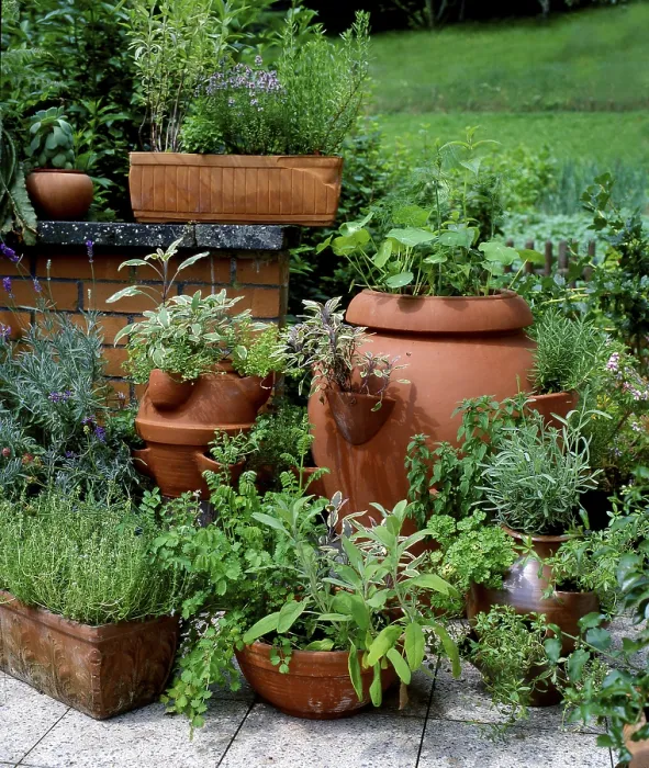 Framed Print : Herbs in pots Framed Print : Herbs in pots