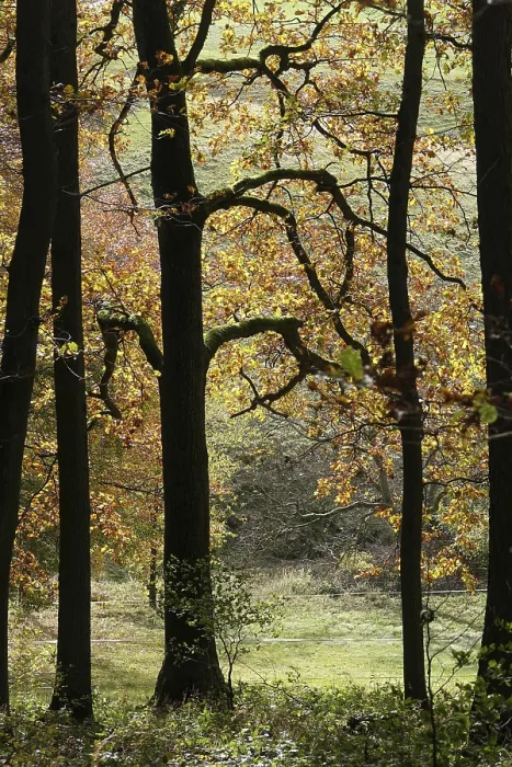 Framed Print : Herbstwald