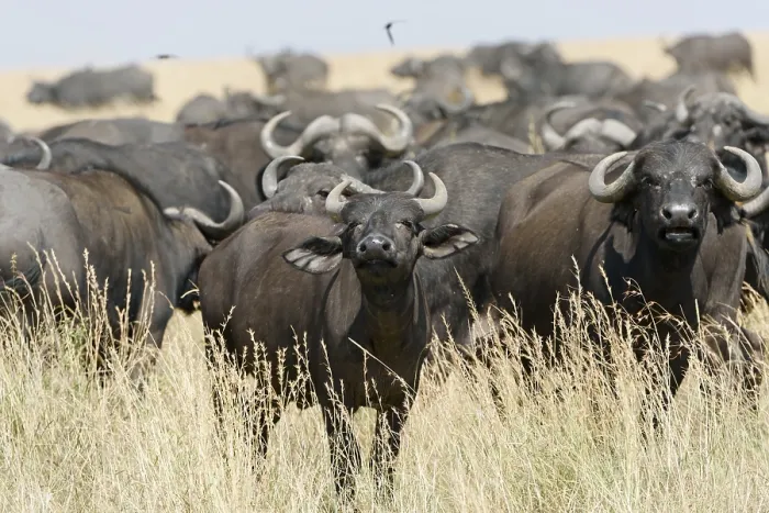 Framed Print : Herd of African buffalo or cape buffalo (Syncerus caffer)