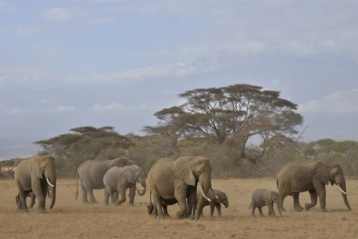 Framed Print : Herd of African Bush Elephants (Loxodonta africana)
