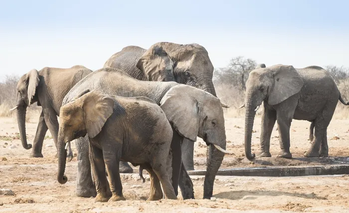 Framed Print : Herd of African Bush Elephants (Loxodonta africana)