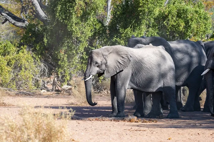 Framed Print : Herd of African elephants (Loxodonta africana)