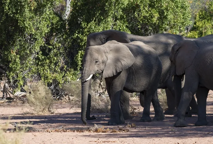 Framed Print : Herd of African elephants (Loxodonta africana)