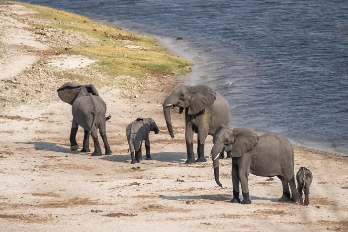 Framed Print : Herd of African elephants (Loxodonta africana) Framed Print : Herd of African elephants (Loxodonta africana)