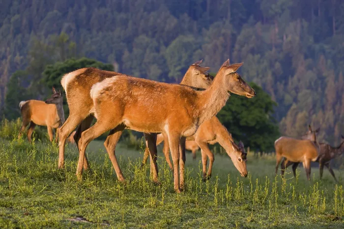 Framed Print : A herd of Altai maral hinds