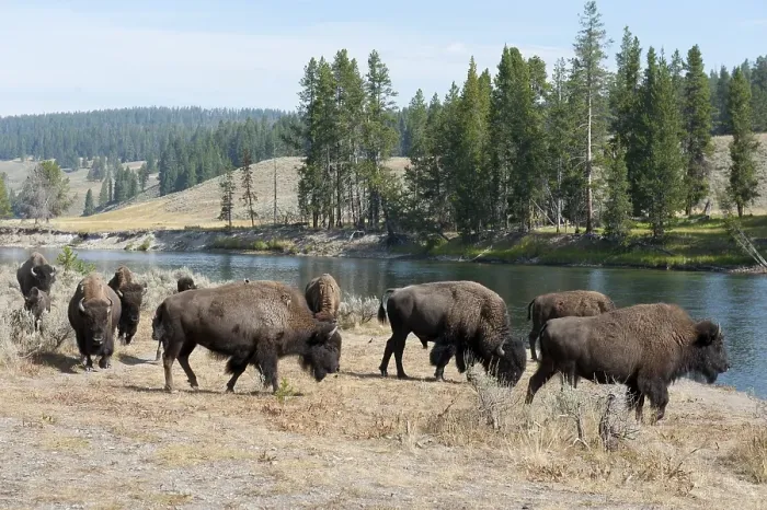 Framed Print : Herd of American Bison (Bison bison) at Yellowstone River Framed Print : Herd of American Bison (Bison bison) at Yellowstone River