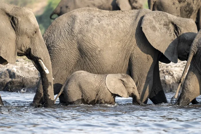 Framed Print : Herd of animals with young, African elephant (Loxodonta africana) drinking at the Chobe River