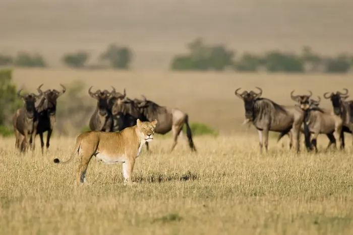 Framed Print : Herd of Blue Wildebeests (Connochaetes taurinus) and a Lioness (Panthera leo) Framed Print : Herd of Blue Wildebeests (Connochaetes taurinus) and a Lioness (Panthera leo)