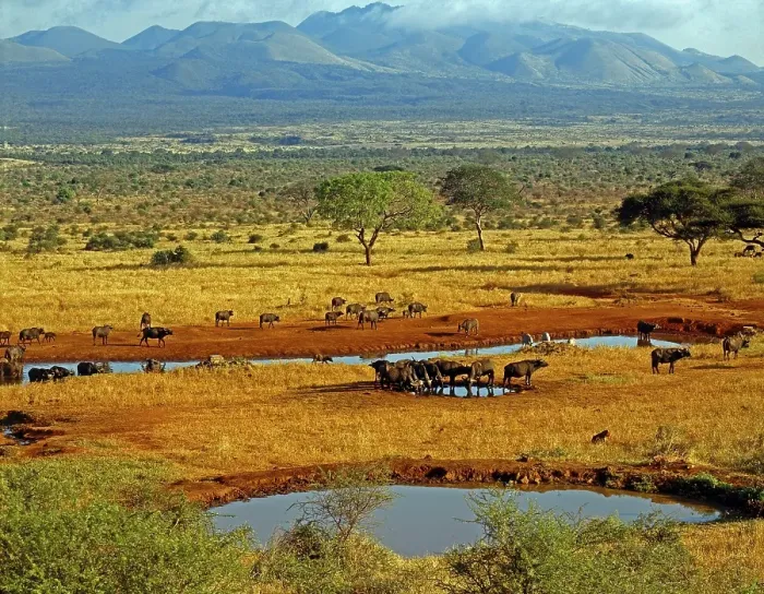 Framed Print : Herd of buffalo at the waterhole of Kilanguni Lodge, Tsavo National Park-West, Kenya, East Africa, Africa