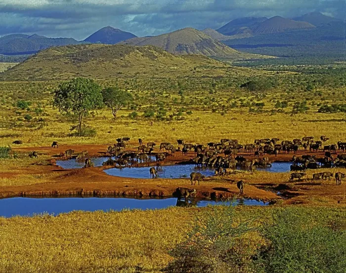 Framed Print : Herd of buffalo at the waterhole, Kilanguni Lodge, Tsavo Park West, Kenya, East Africa, Africa