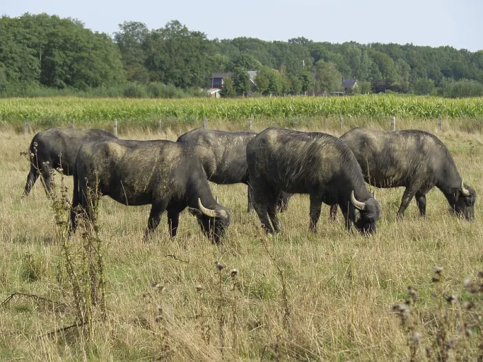 Framed Print : A herd of buffaloes grazing in a wide field on a sunny summer day