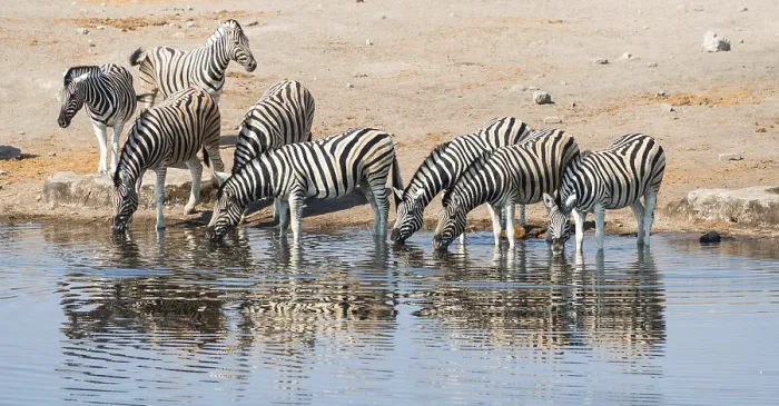 Framed Print : Herd of Burchell's Zebras (Equus burchellii) drinking