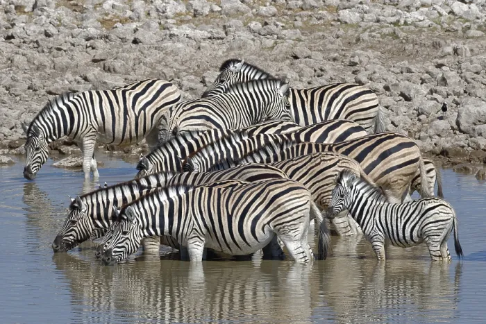 Framed Print : Herd of Burchell's zebras (Equus quagga burchellii) with two zebra foals