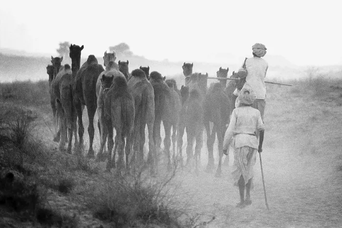 Framed Print : Herd of camels Pushkar Fair Rajasthan India Asia 1976 Framed Print : Herd of camels Pushkar Fair Rajasthan India Asia 1976