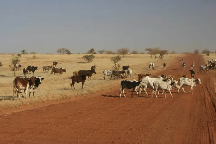 Framed Print : A herd of cattle crosses the track between Douentza and Timbuktu