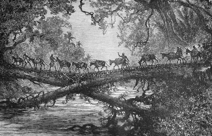 Framed Print : Herd of cattle crossing a bridge over the Buzi River, dense vegetation, tree trunk, drover, travelling, Mozambique, historical illustration 1886, Africa
