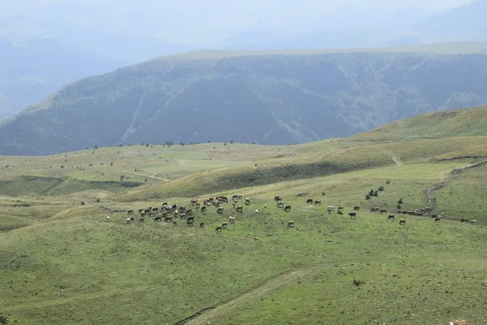 Framed Print : Herd of cows grazing on vast green hills with mountains in the background
