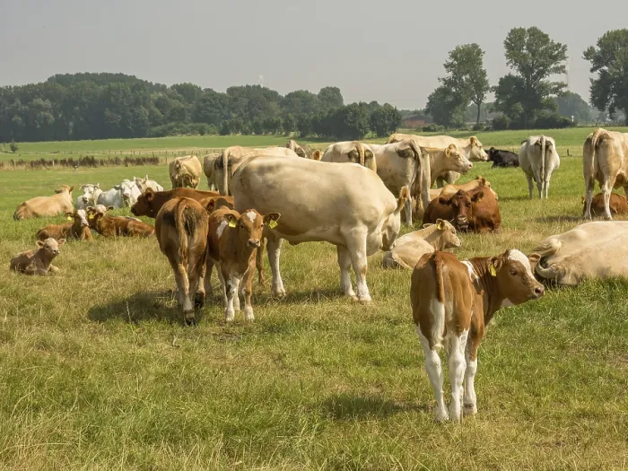 Framed Print : Herd of cows on a green field basking in grass Framed Print : Herd of cows on a green field basking in grass