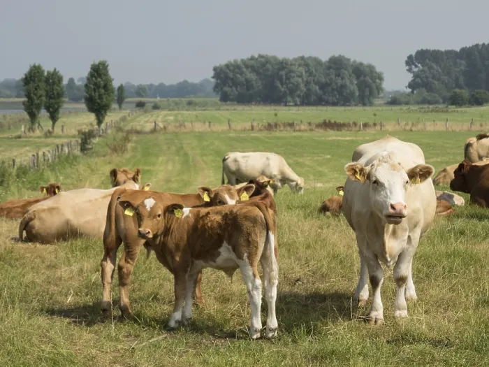 Framed Print : Herd of cows on a pasture, rural and peaceful atmosphere
